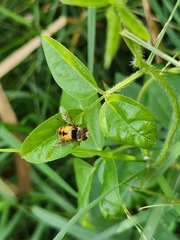 Palpada pusilla