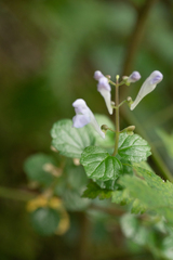 Scutellaria playfairii