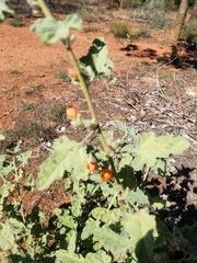 Sphaeralcea incana