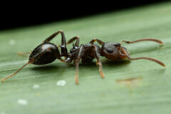 Pseudonotoncus hirsutus