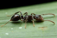 Pseudonotoncus hirsutus