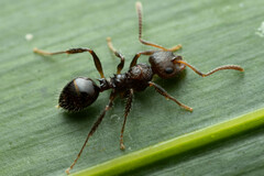 Pseudonotoncus hirsutus