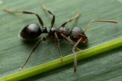 Pseudonotoncus hirsutus