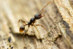 Pheidole athertonensis