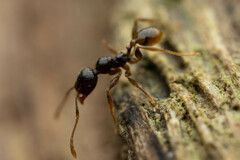 Pheidole athertonensis