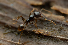 Pheidole athertonensis