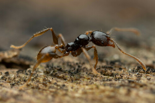 Pheidole athertonensisPheidole athertonensis