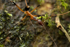 Leptomyrmex cnemidatus