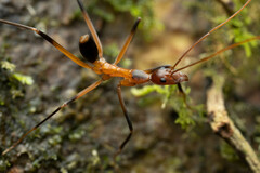 Leptomyrmex cnemidatus