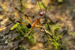 Leptomyrmex cnemidatus