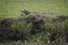Caiman latirostris