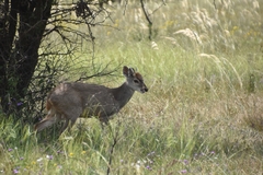 Mazama gouazoubira