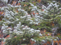 Picea