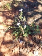 Glandularia gooddingii