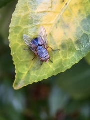 Calliphora dubia