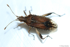 Harmostes fraterculus