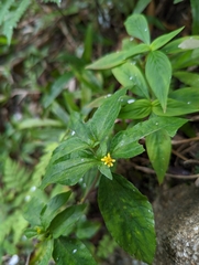 Synedrella nodiflora