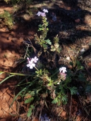 Glandularia gooddingii