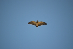Geranoaetus melanoleucus