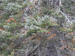 Picea