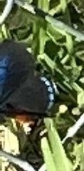 Eumaeus atala