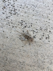 Gryllodes sigillatus
