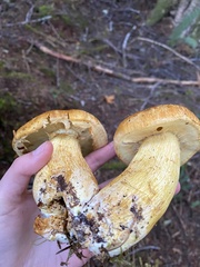 Gymnopilus ventricosus