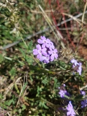 Glandularia latilobata