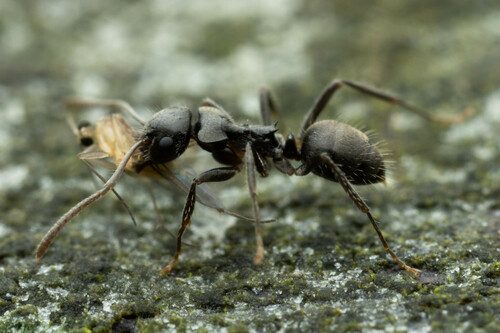 奇迹蚁属Teratomyrmex