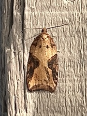 Acleris maccana