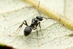 Teratomyrmex greavesi