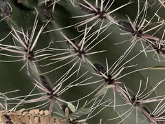 Ferocactus
