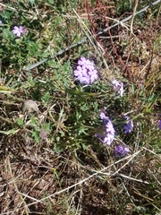 Glandularia latilobata