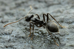 Teratomyrmex greavesi