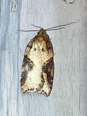 Acleris maccana
