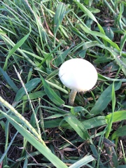 Agrocybe molesta