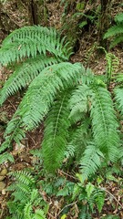 Asplenium bulbiferum