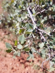 Quercus turbinella