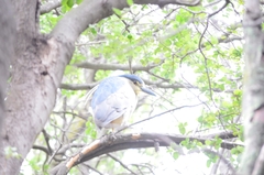 Nycticorax nycticorax obscurus