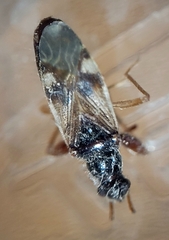 Pseudopamera nitidula