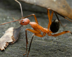 Leptomyrmex tibialis