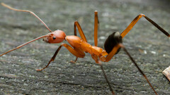 Leptomyrmex tibialis