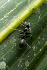 Leptomyrmex burwelli