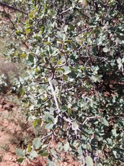 Quercus turbinella