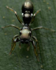 Myrmarachnini