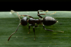 Prolasius