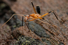 Leptomyrmex cnemidatus