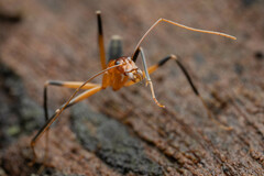 Leptomyrmex cnemidatus