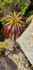 Dracophyllum elegantissimum