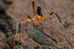 Leptomyrmex cnemidatus